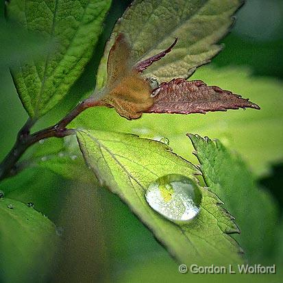 Rain Droplet_25543-4.jpg - Photographed at Smiths Falls, Ontario, Canada.